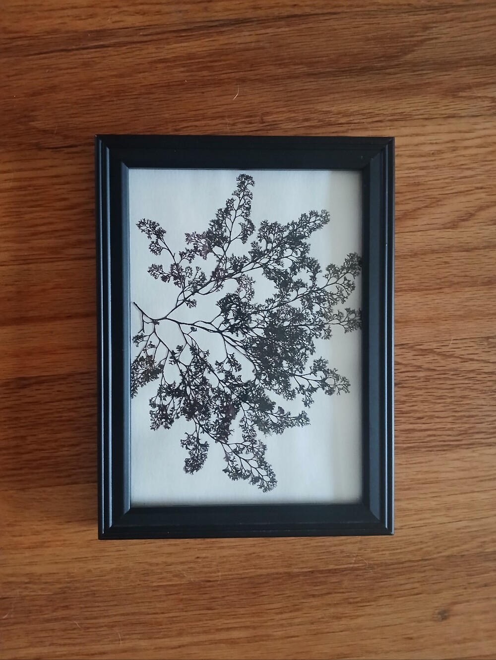 Black Framed Seaweed Pressing